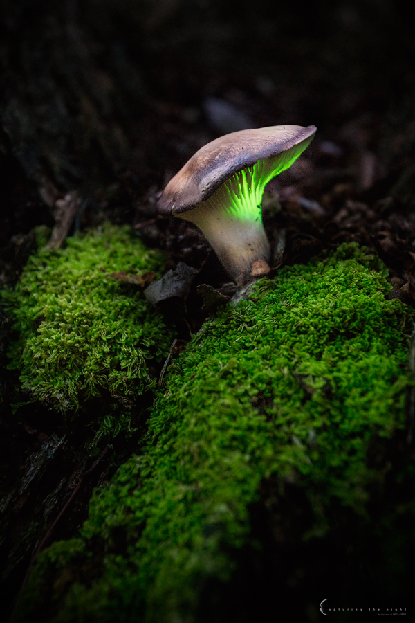 Bioluminescent