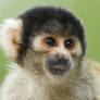 Squirrel Monkey