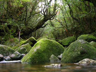 Mononoke's forest