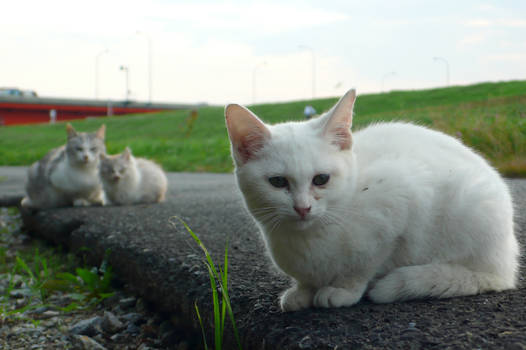 Lonely cat