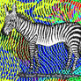 zebra