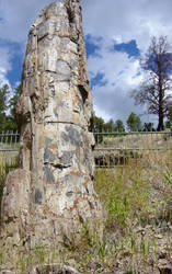 Petrified tree