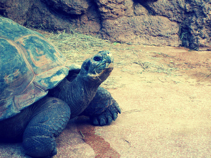 Twurtle Twurtle by DanielleyNikole on DeviantArt