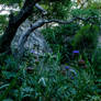 Artichokes find their summer in a mystic garden