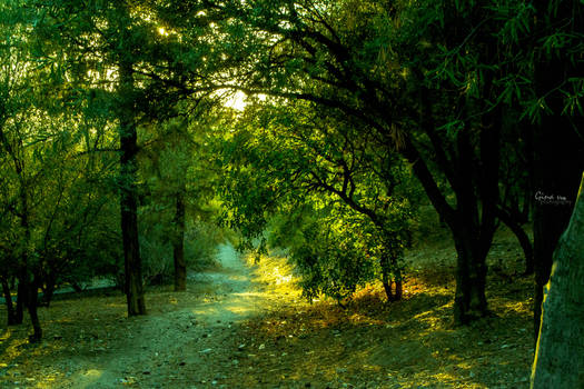 Branches and countless leafs by ginavd