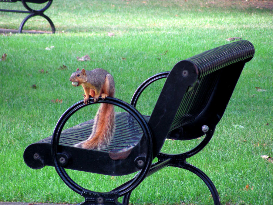 squirrel on a bench