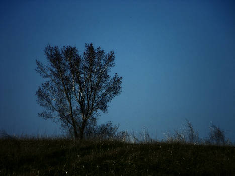 Lone Tree on a Hill