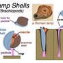 Lamp Shells a.k.a. the Brachiopods