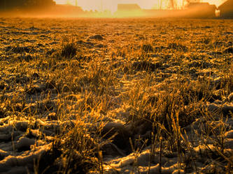 Autumn Field