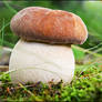 Mushrooms IV