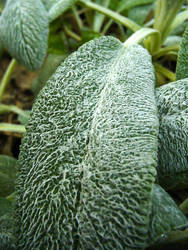 Wet Fuzzy Plant