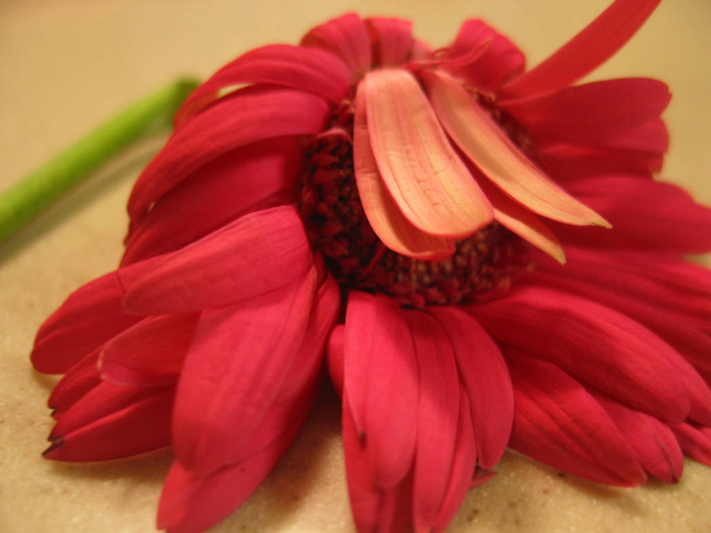 droopy flowers 01 by flickering-stock on DeviantArt