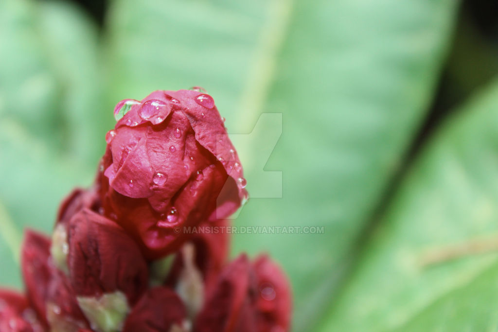 Spring Rain By Mansister On DeviantArt