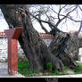 Old Tree