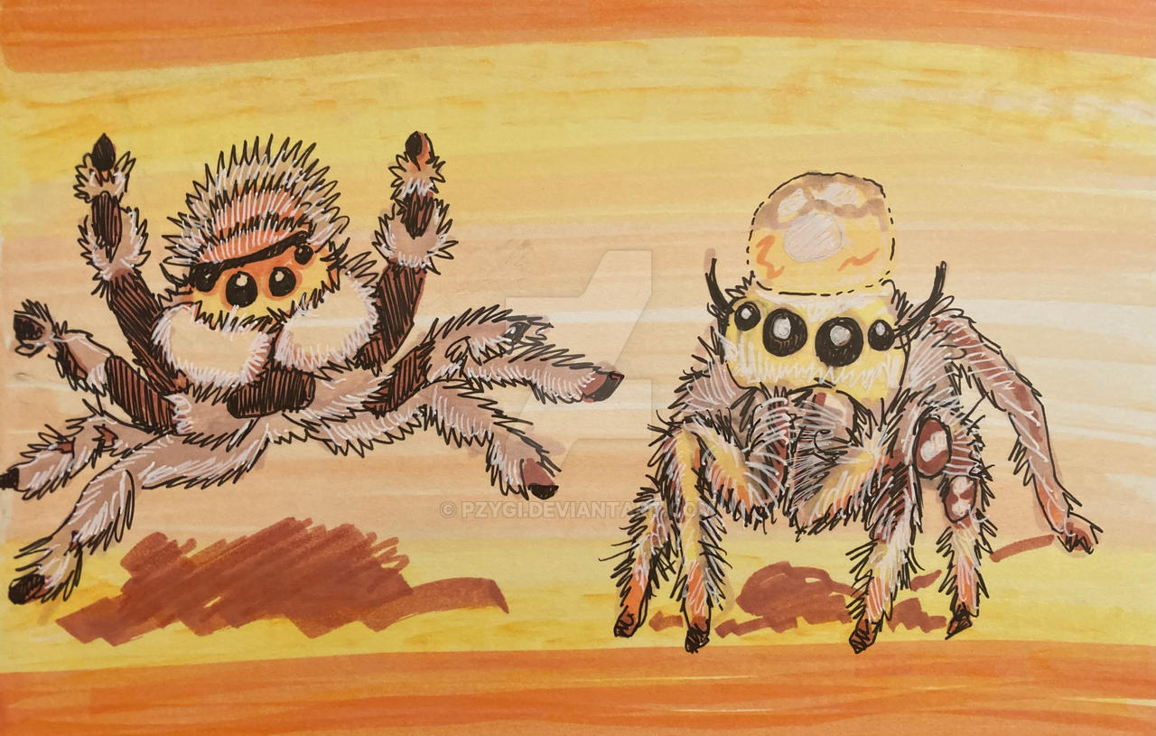 Spider Insect Deviantart 2.Spiders by Pzygi on DeviantArt