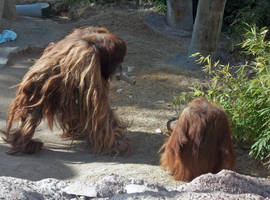 Bad Hair Day