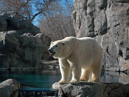 Polar Bear