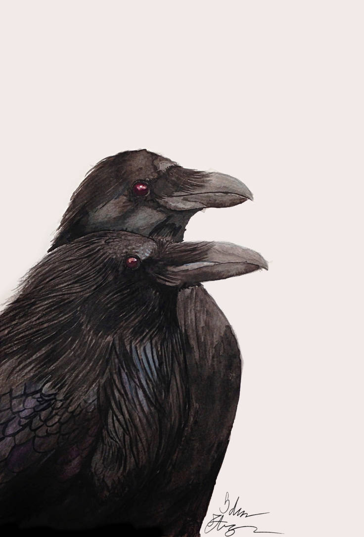 Ravens