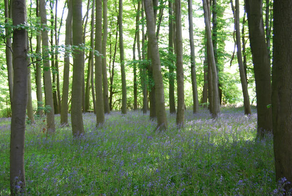 trees and bluebells