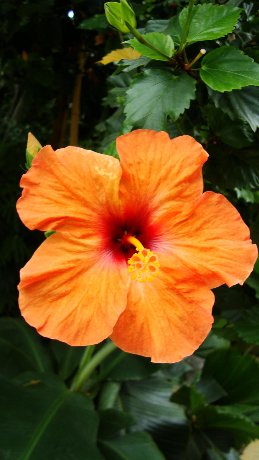 Hibiskus