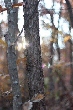 Sunset Between the Trees