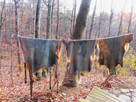 Hides on the Clothesline