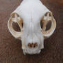 Domestic Cat Skull W/ Bone Infection
