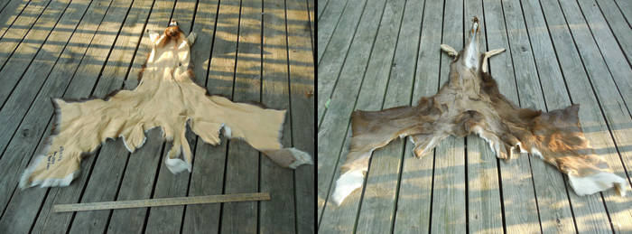 Taxidermy Quality Whitetail Deer Cape