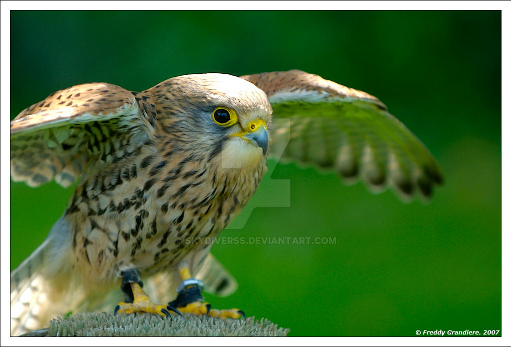 Faucon Crecerelle By Skydiverss On Deviantart Faucon Crecerelle By Skydiverss On Deviantart