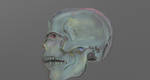 impression of a skull by soriminato