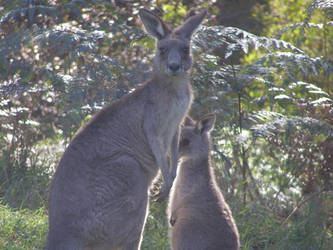 Mum and Joey