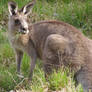 Roo grazing