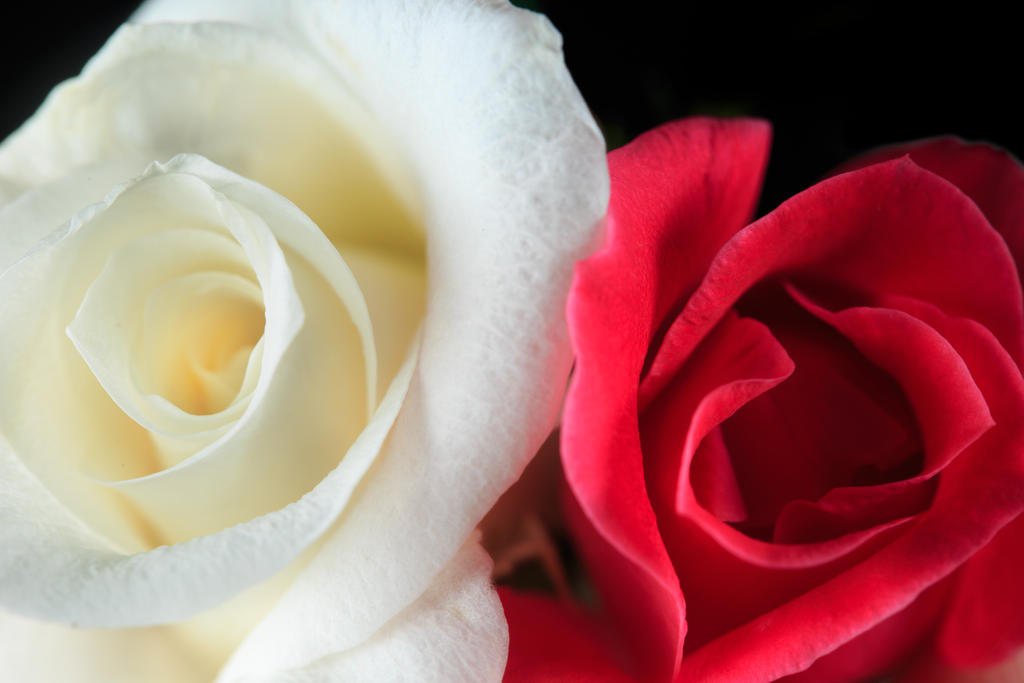 Dual Roses Book Dual Roses by KingFamine on DeviantArt