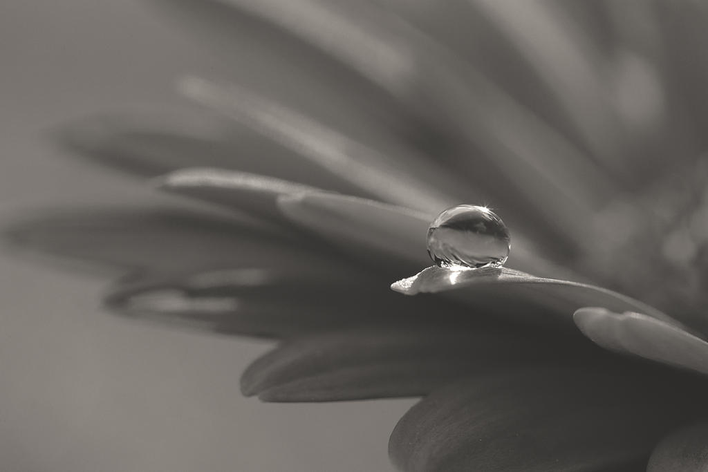 Another Drop on a Petal