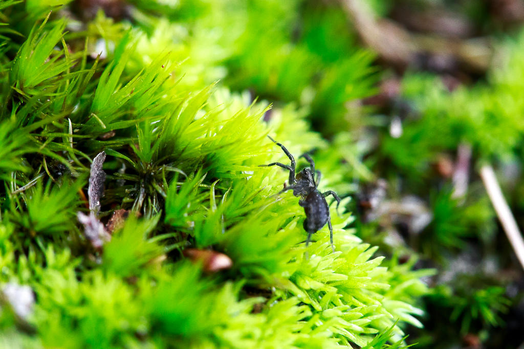 Moss Predators Spider on Moss by KingFamine on DeviantArt