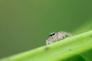 Another Jumping Spider