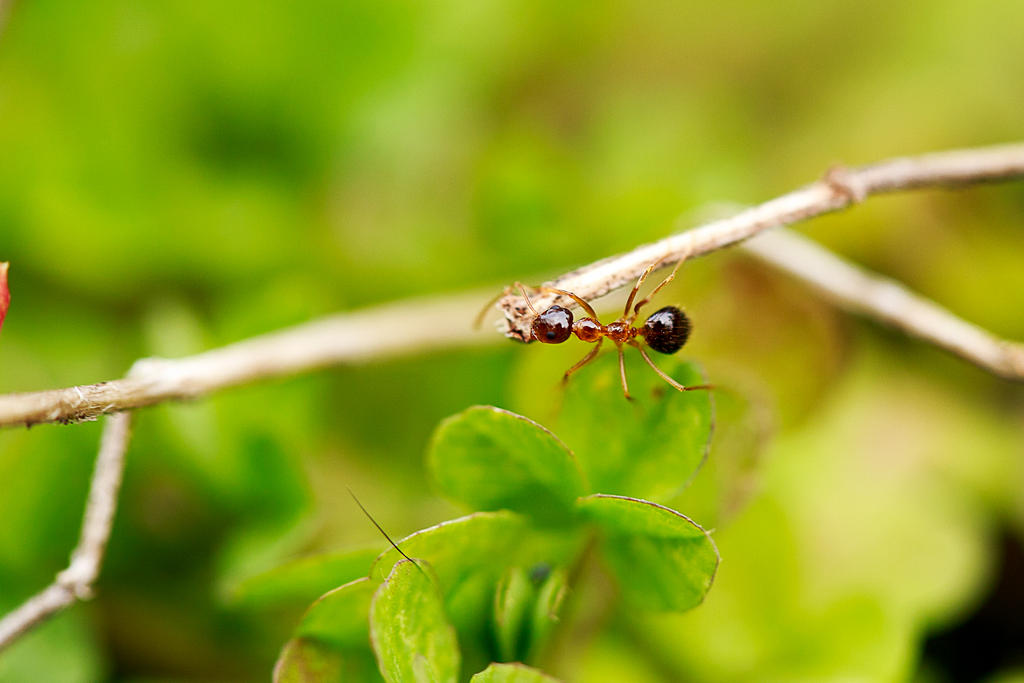 Ant Wandering Ant Crawling Along by KingFamine on DeviantArt