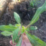 Green Leaves at the Garden