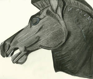 Black horse