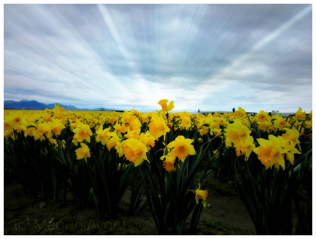 Skagit Valley, Washington by Trenn-la