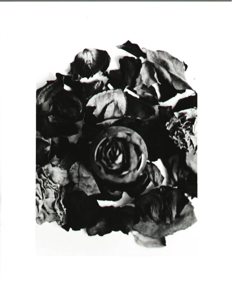 Dead Roses by the-strange on DeviantArt
