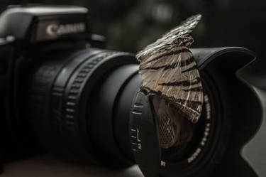 butterfly and camera
