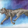 Wolf and blue background