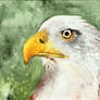 ACEO(ATC) Eagle