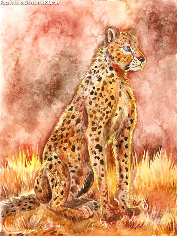 Cheetah