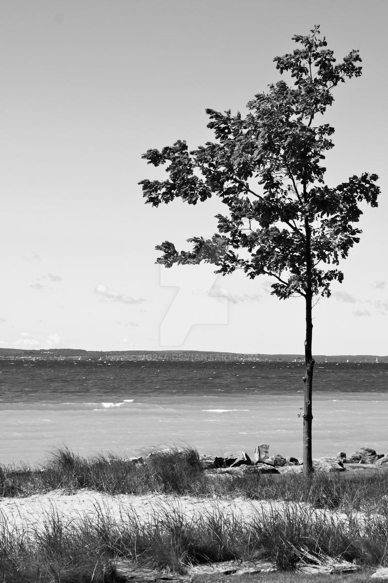 Tree by the Lake