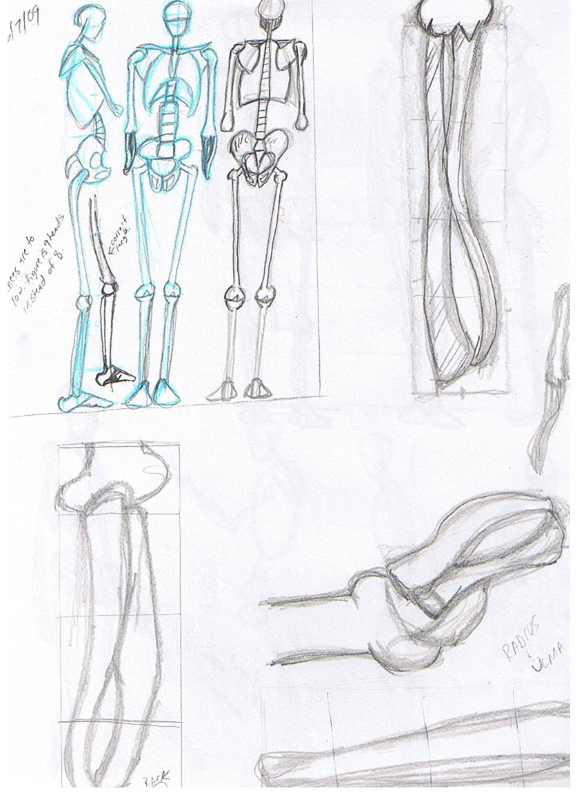 Forearm anatomy by CyberWyld on DeviantArt