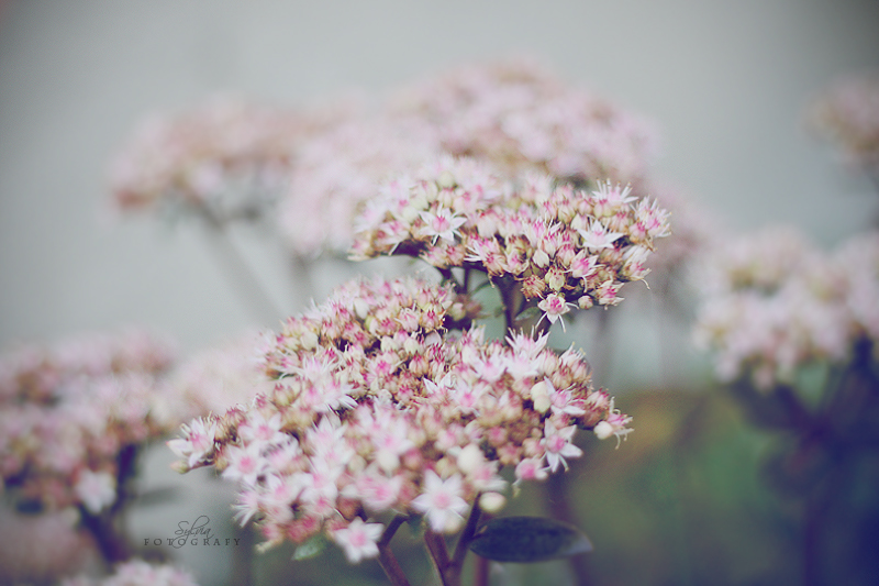 Peach flower