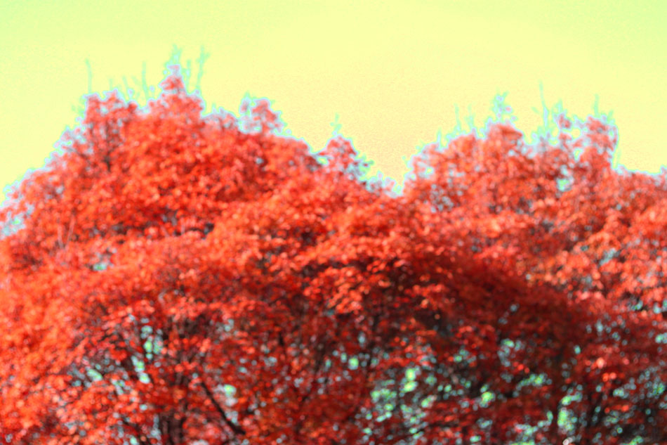 Red Tree