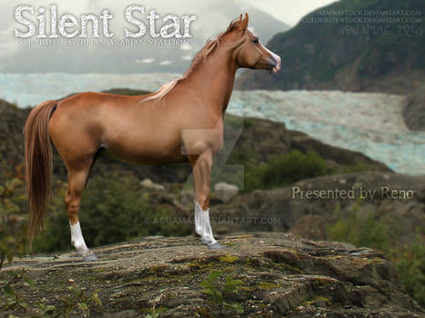 Reno's Horse Pic